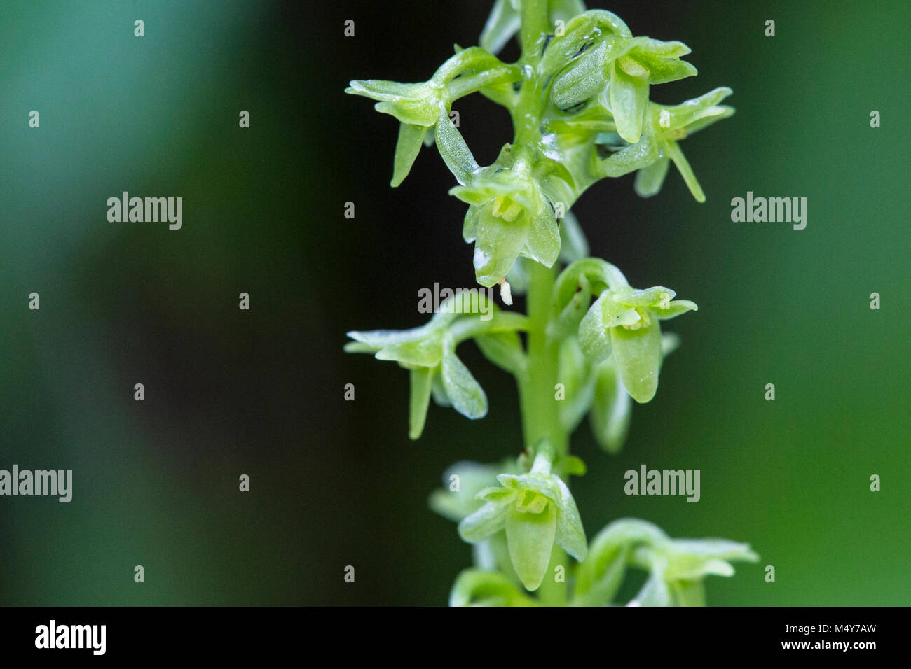 Slender Bog Orchid -Platanthera stricta. Stock Photo