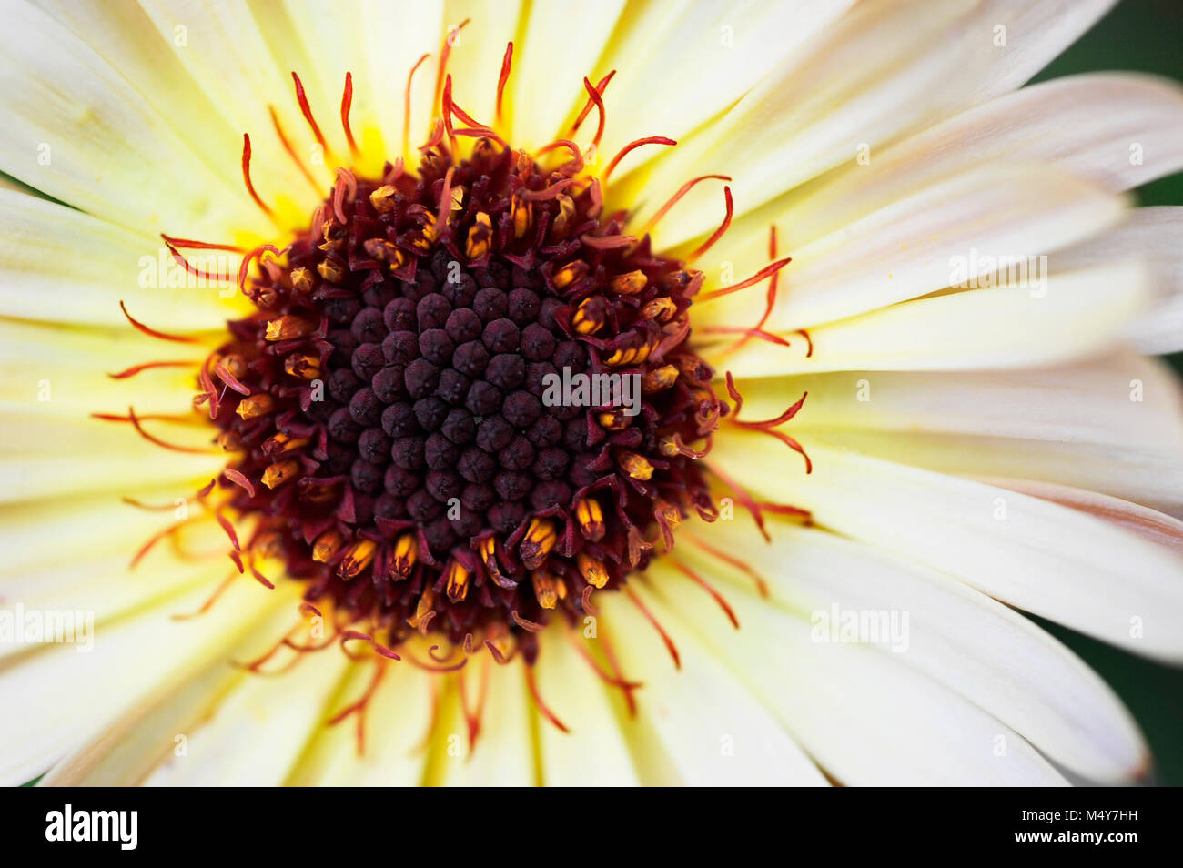 Calendula is both an edible flower and a medicinal herb. A tincture is made from the leaves and petals and is used to treat skin disorders. Stock Photo