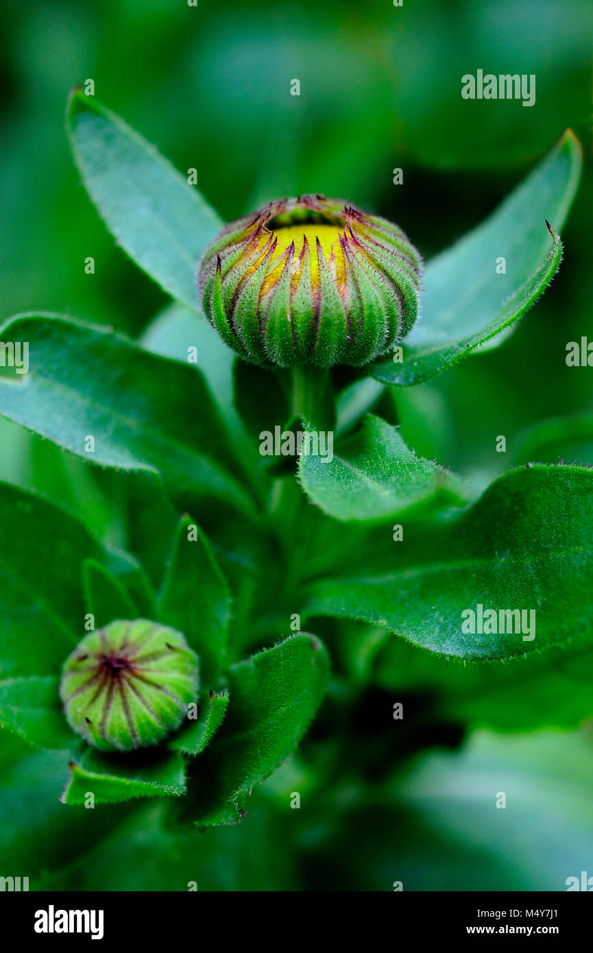 Calendula is both an edible flower and a medicinal herb. A tincture is made from the leaves and petals and is used to treat skin disorders. Stock Photo