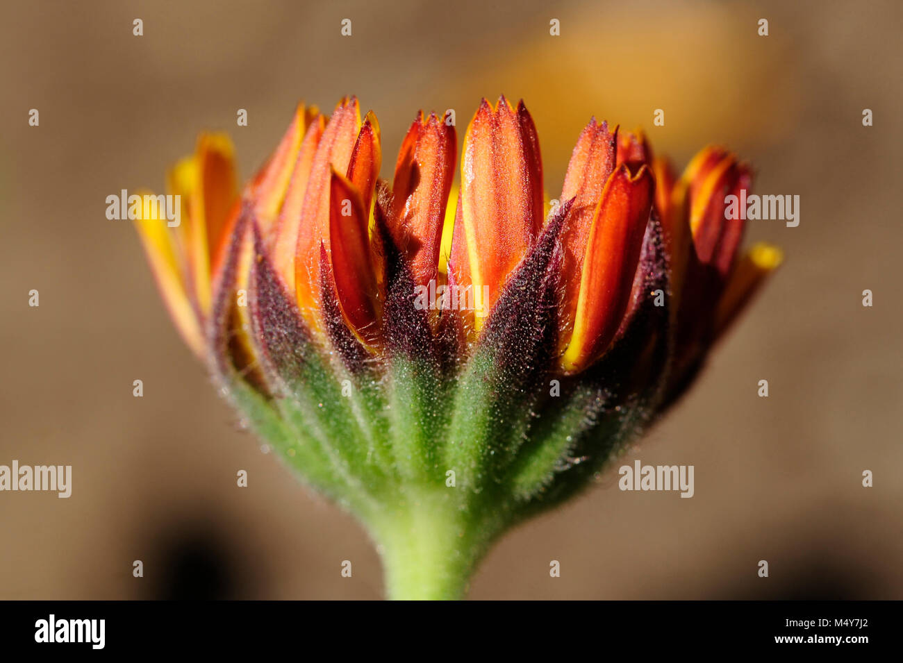 Calendula is both an edible flower and a medicinal herb. A tincture is made from the leaves and petals and is used to treat skin disorders. Stock Photo