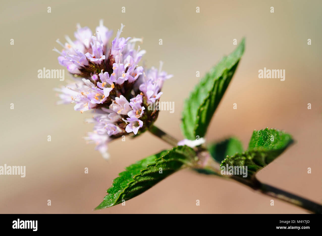 Mint, as an herbal medicine, has several benefits which include proper