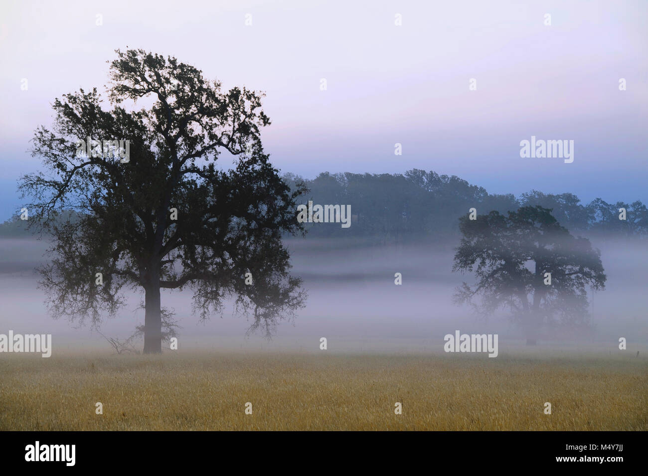 Oak trees at dawn in Clearlake Oaks, CA Stock Photo Alamy