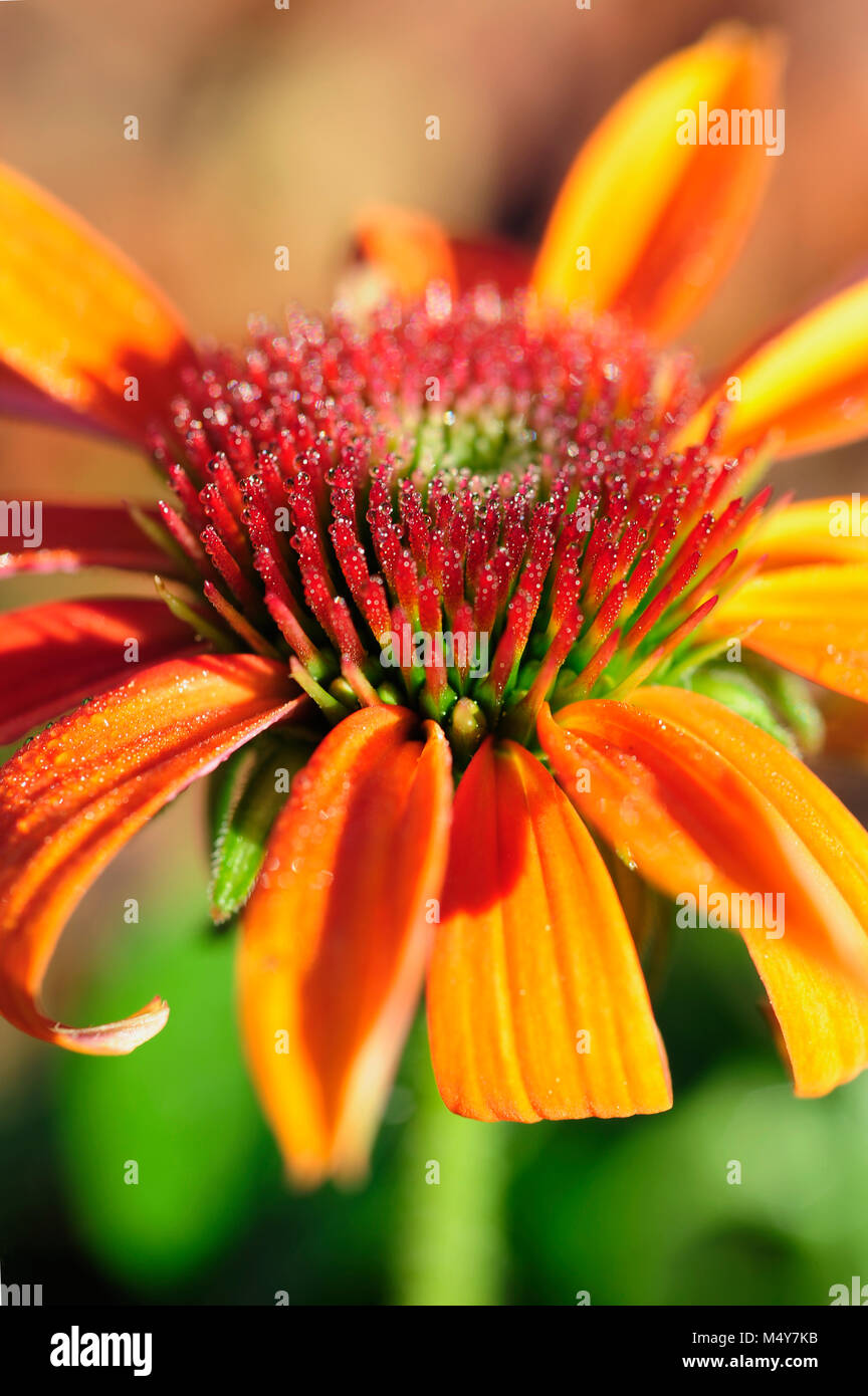 Echinacea, commonly called coneflowers, is a genus of herbaceous flowering plants in the daisy family. Stock Photo