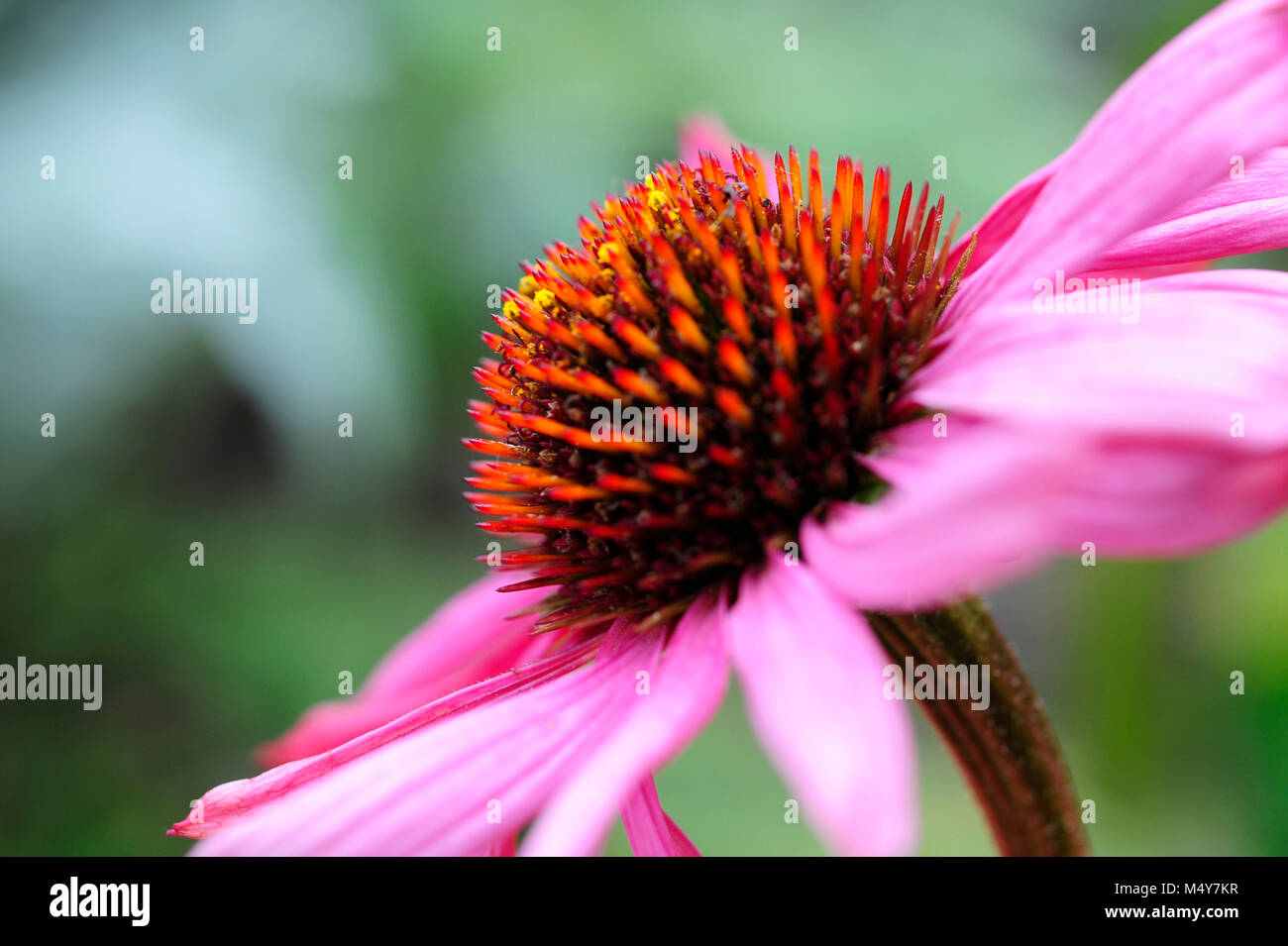 Echinacea, commonly called coneflowers, is a genus of herbaceous flowering plants in the daisy family. Stock Photo