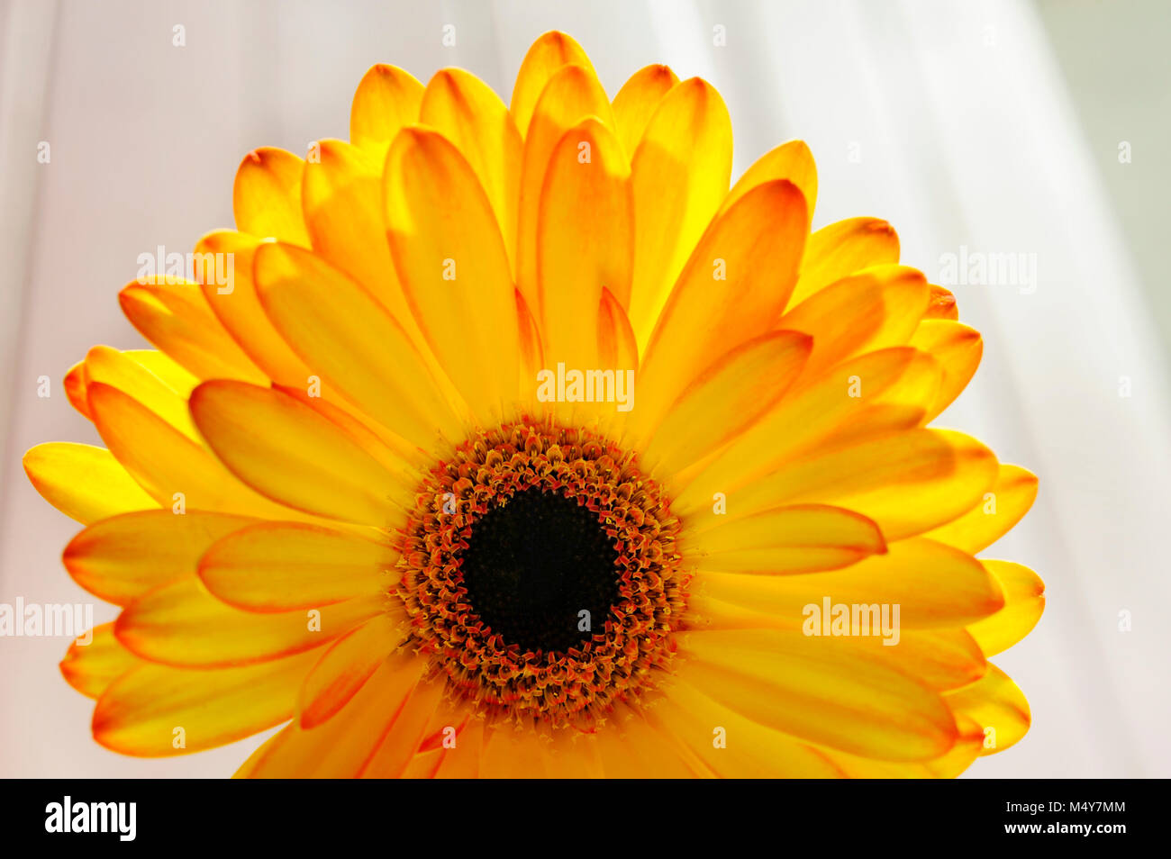 Gerbera is very popular and widely used as a decorative garden plant or as cut flowers. Stock Photo