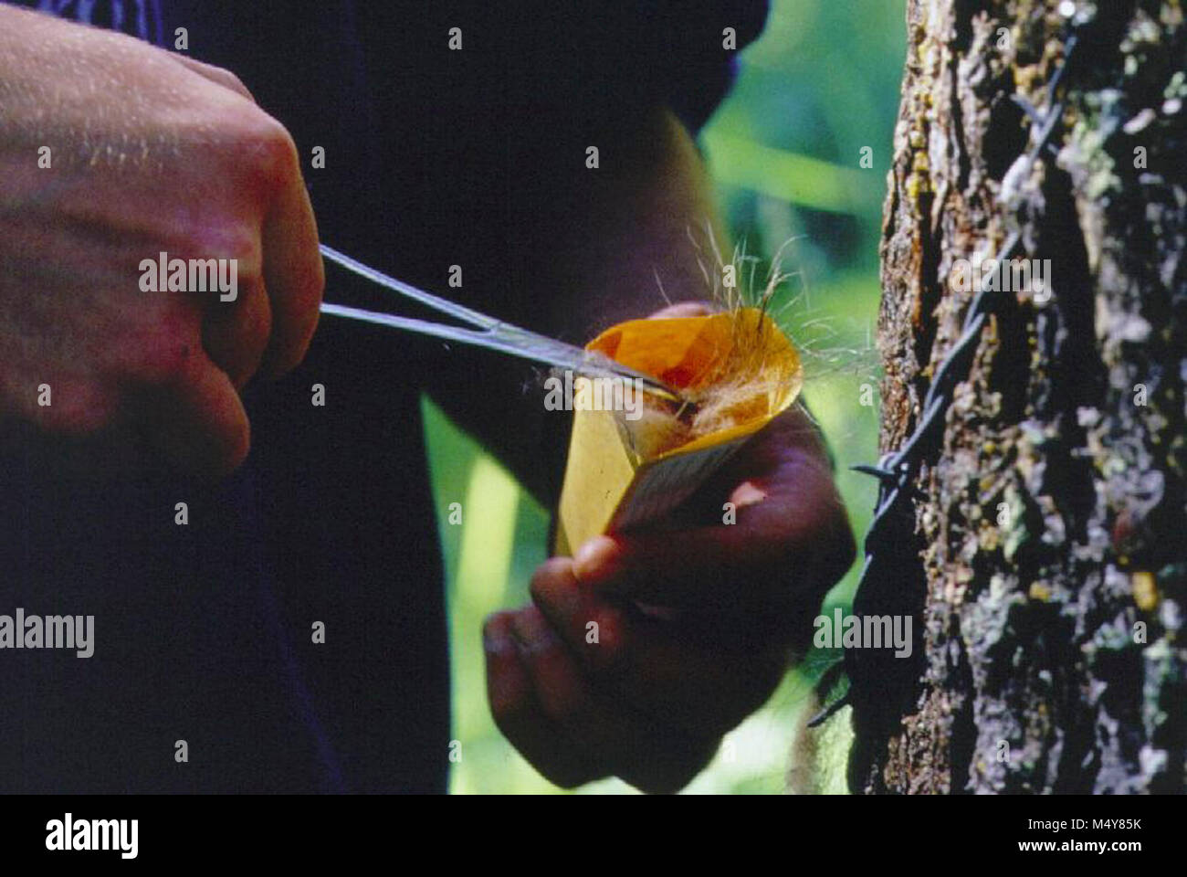 Collecting Tree Samples Collecting samples from wire attached to a bear rub tree Stock Photo ...