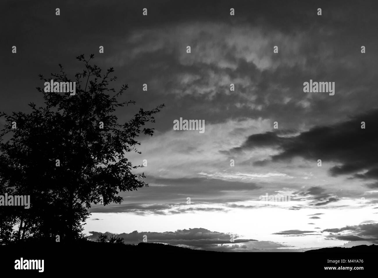 A tree silhouette and beautiful clouds at sunset, making abstract shapes Stock Photo