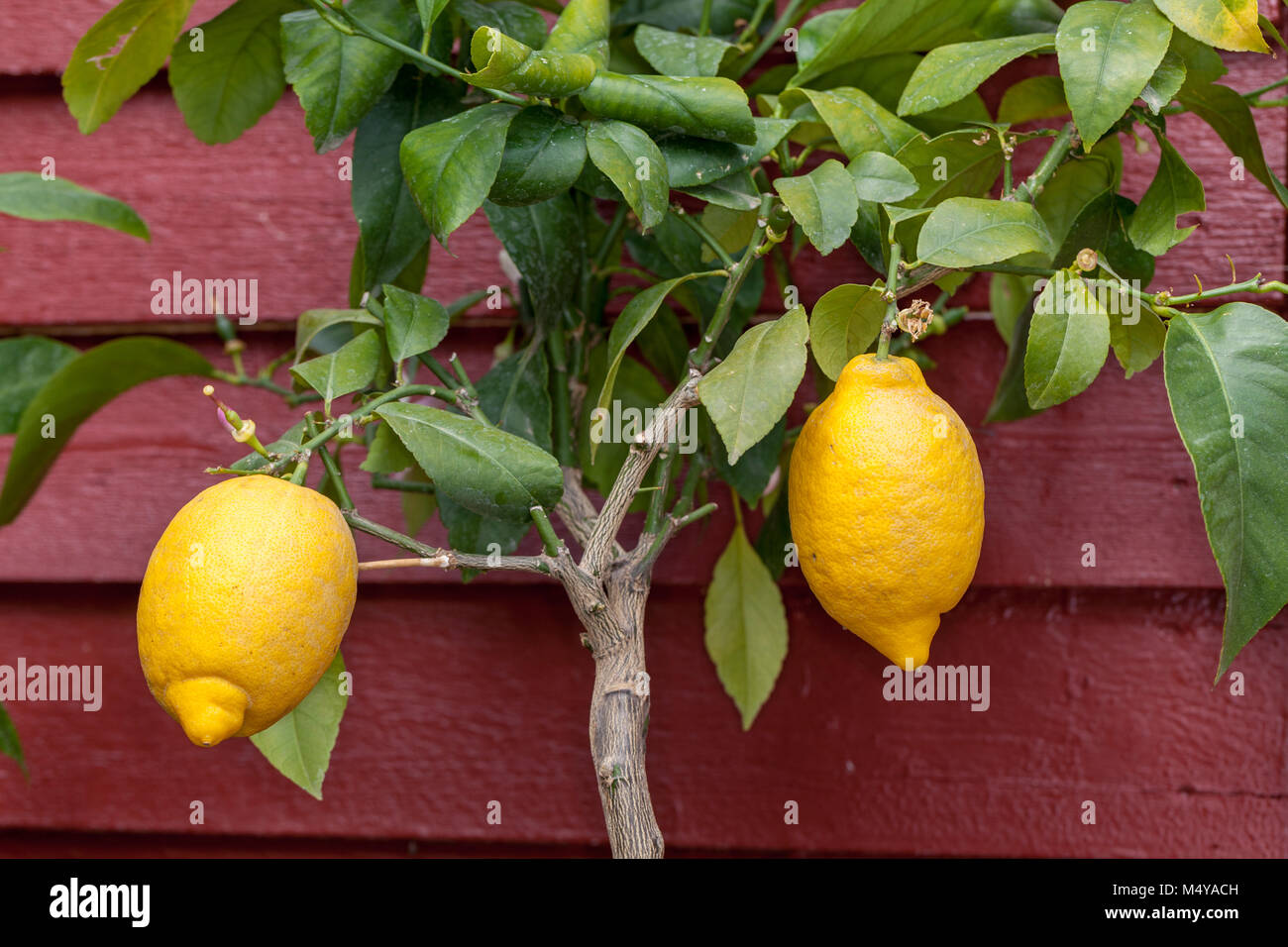 Lemon, Citron (Citrus limon) Stock Photo