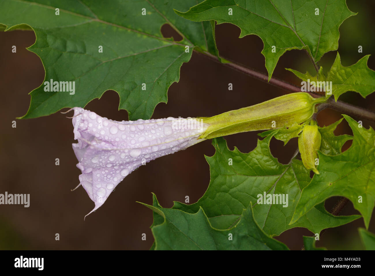 Devil's trumpet, Spikklubba (Datura stramonium) Stock Photo