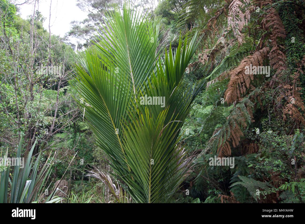 Nikau Palm, New Zealand Stock Photo Alamy