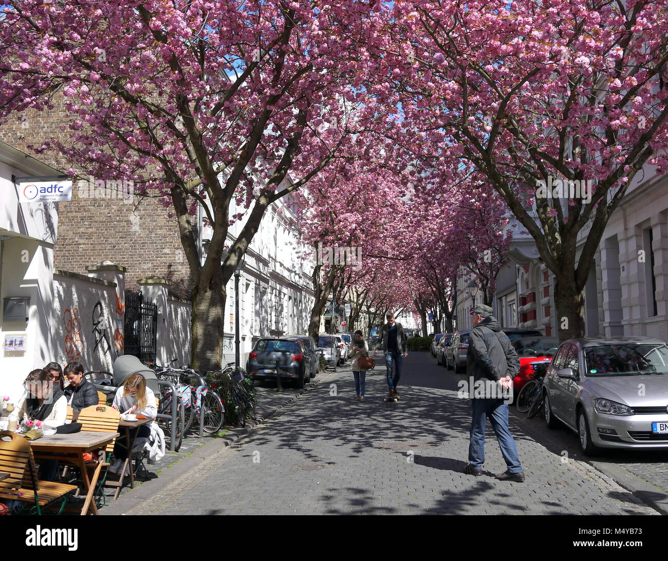 BONN, GERMANY - APRIL 18, 2016: People walking under rows of cherry blossoms sakura trees in Bonn, former capital of Germany on a beautiful sunny day Stock Photo