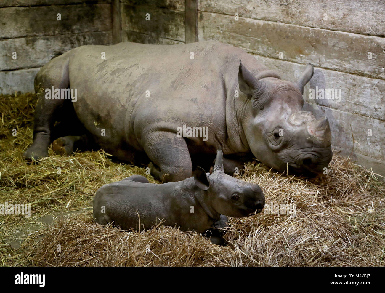 Сколько носорогов родилось в 2002 году