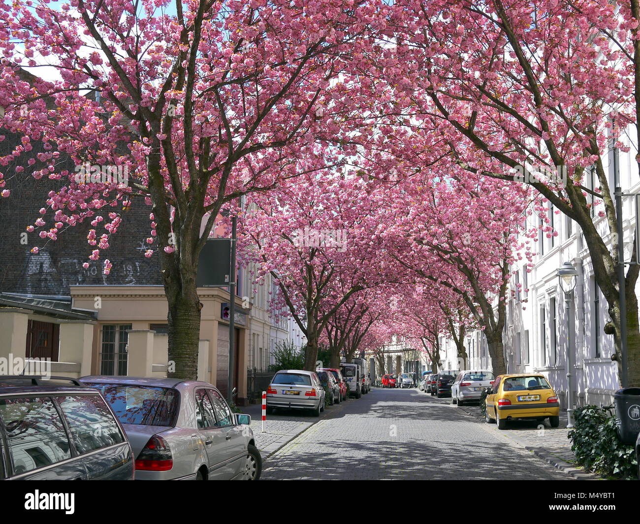 Famous cherry blossoms blooming sakura festival on a spring bright day in Bonn Germany Stock Photo
