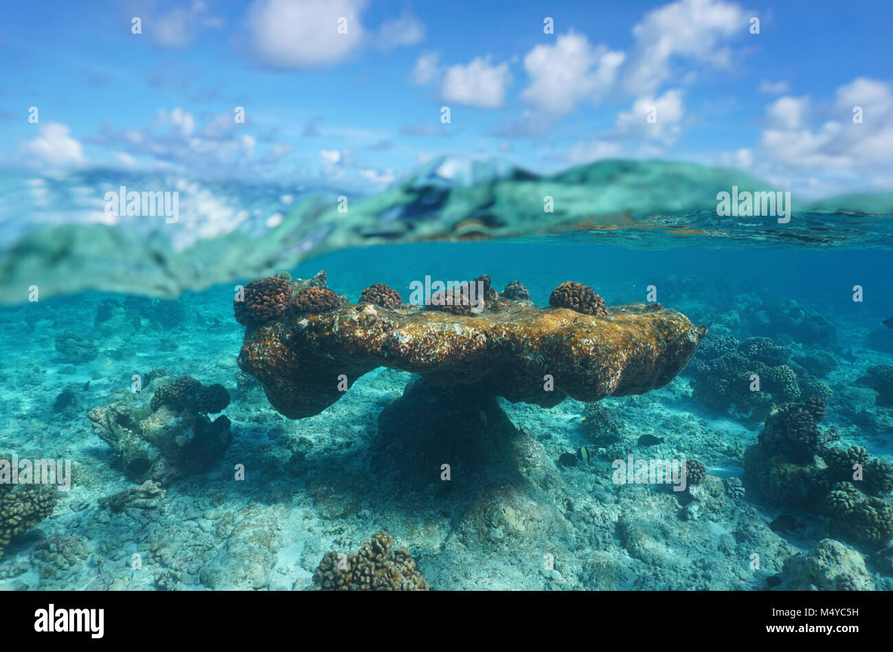 Cloudy blue sky and natural reef formation underwater, split view above and below water surface, Rangiroa, Tuamotus, Pacific ocean, French Polynesia Stock Photo