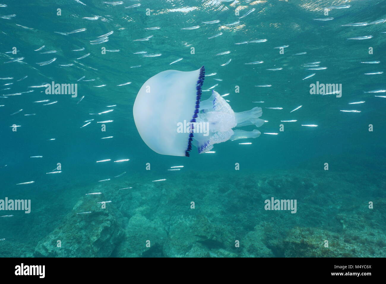 Jellyfish underwater a Mediterranean jelly Cotylorhiza tuberculata with small fish, Calabira, Italy Stock Photo