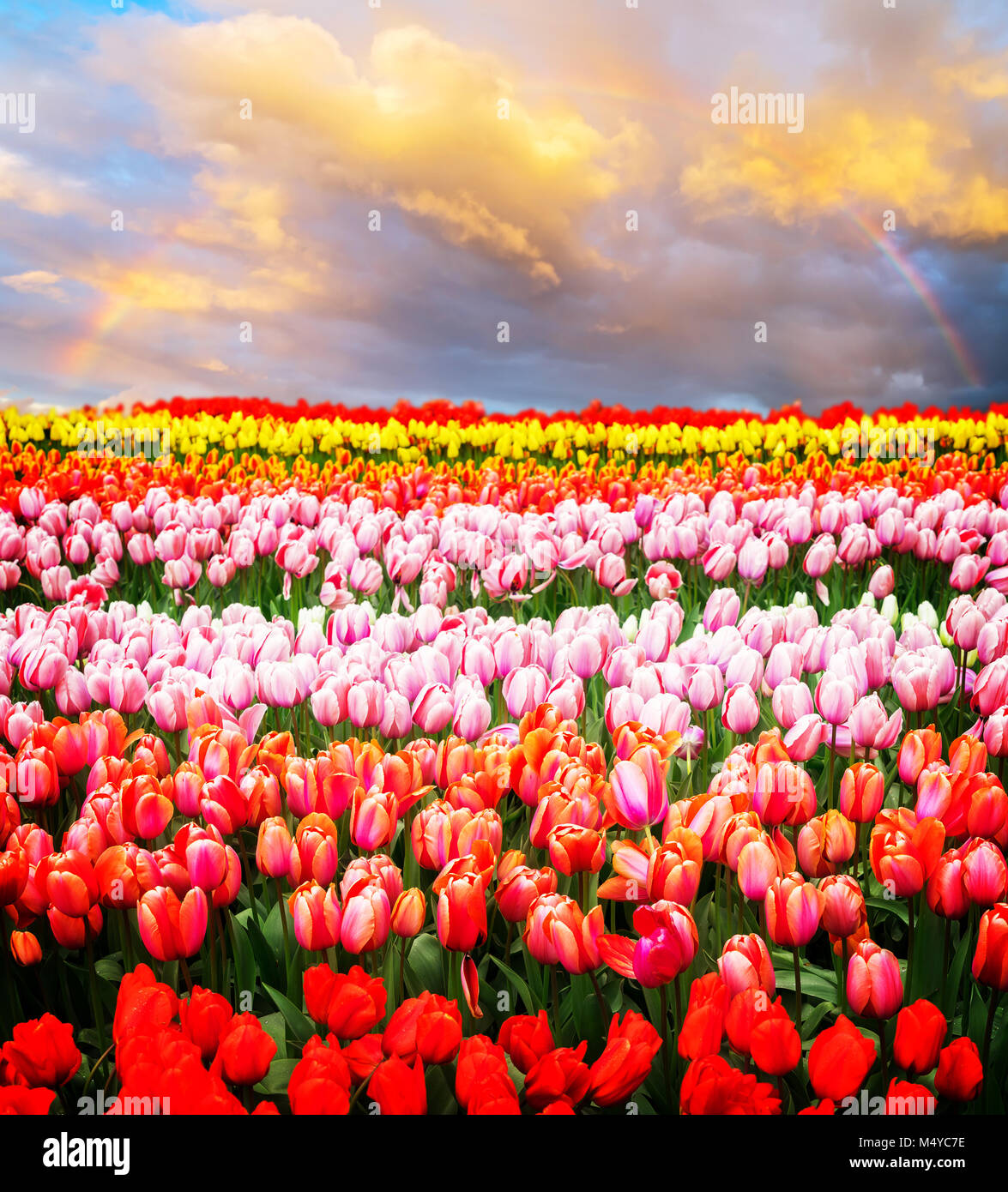 Rows of tulip flowers Stock Photo - Alamy