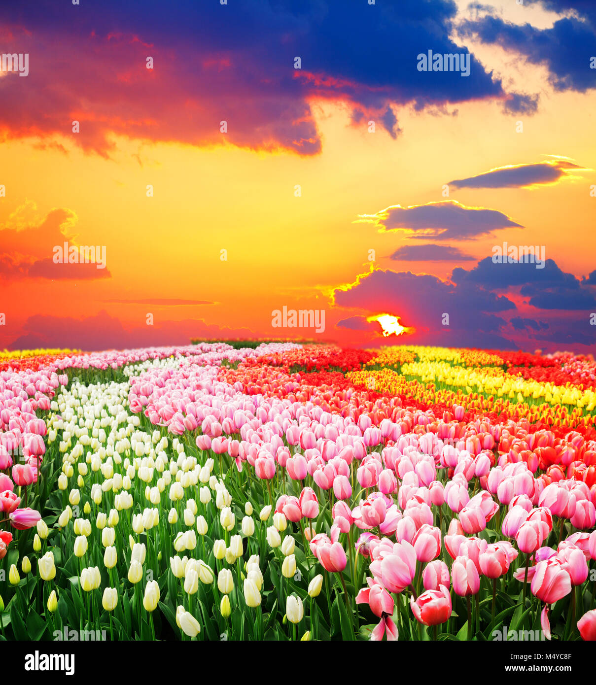 Rows of tulip flowers Stock Photo - Alamy