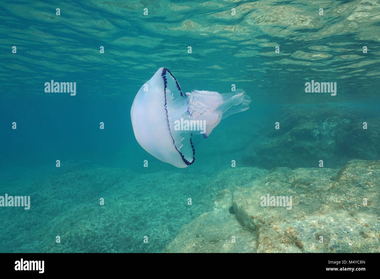 underwater-a-barrel-jellyfish-rhizostoma-pulmo-in-the-mediterranean