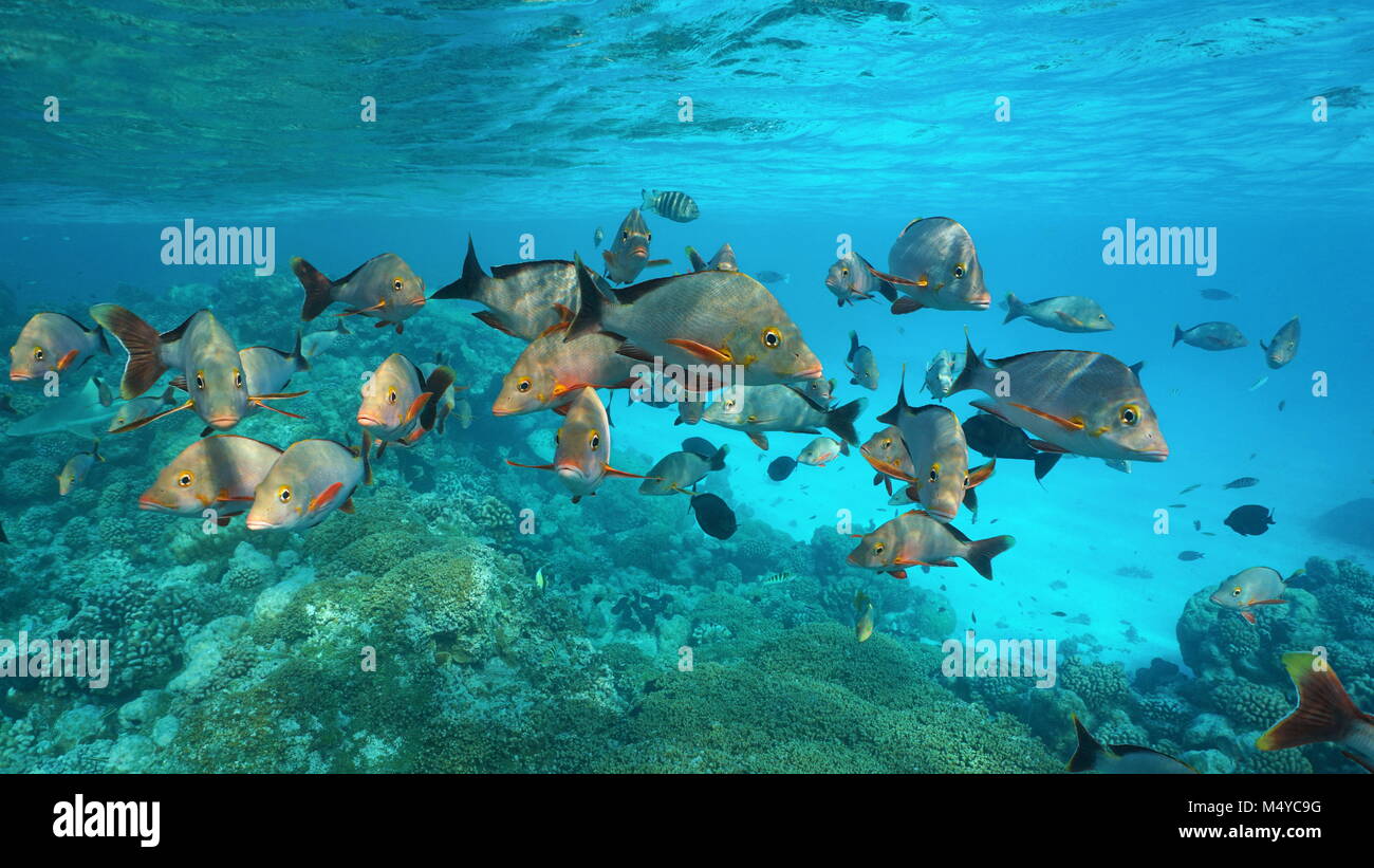Shoal of fish humpback red snapper, Lutjanus gibbus, underwater on a reef in the Pacific ocean, Rangiroa, Tuamotus, French Polynesia Stock Photo