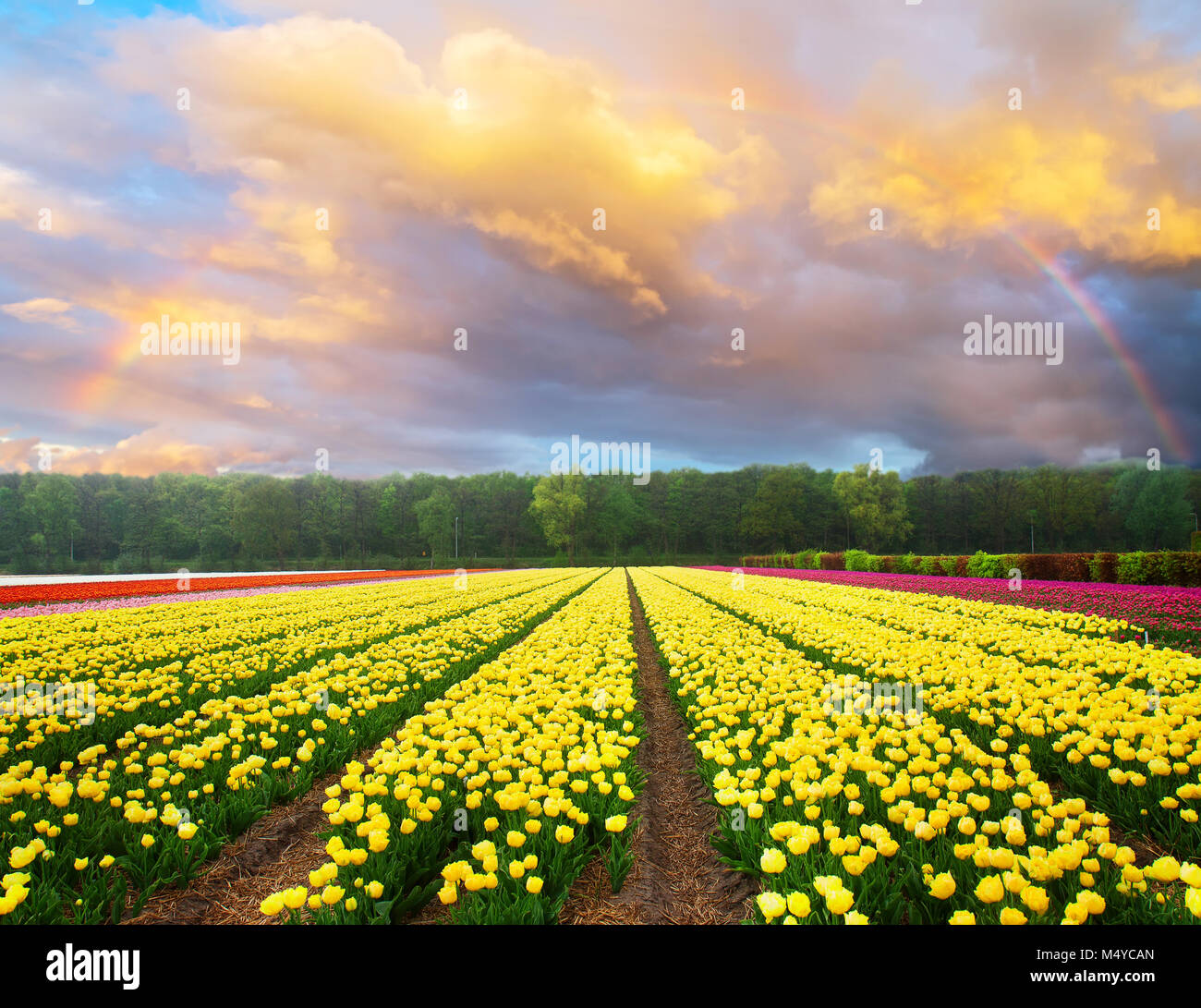 Dutch yellow and violet tulip fields in sunny day Stock Photo - Alamy
