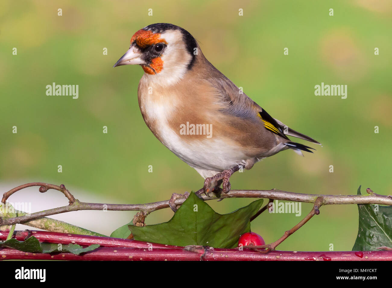 Wild goldfinch bird portrait close up native to Europe also known as Carduelis carduelis. The goldfinch has a red face and a black-and-white head. Mal Stock Photo
