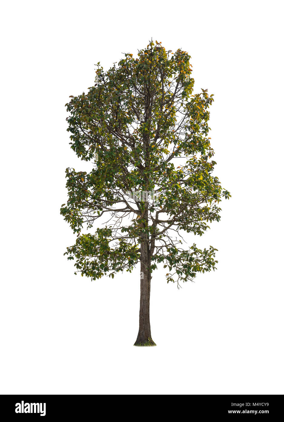 Isolated trees on white background Stock Photo - Alamy