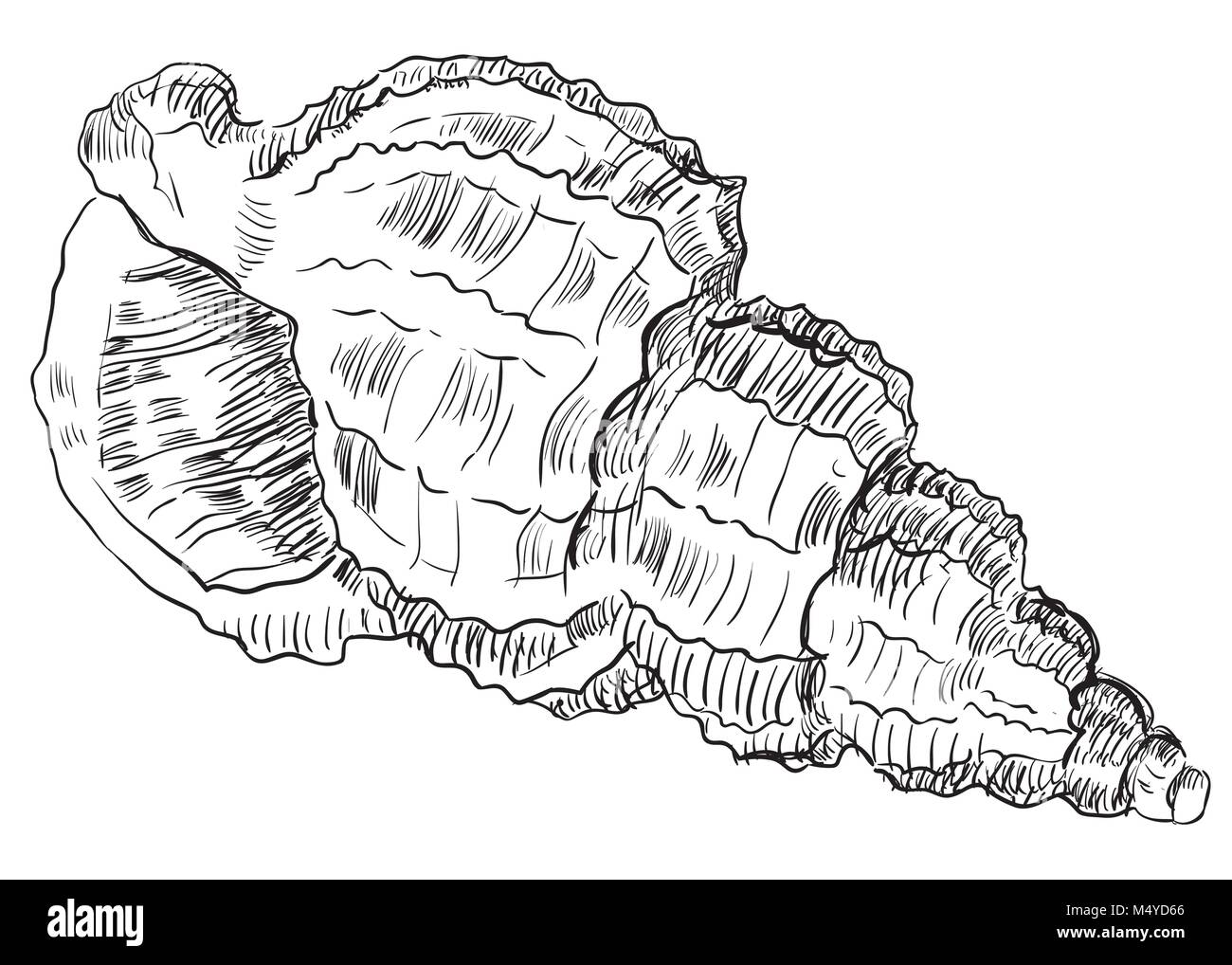 Hand drawing seashell. Vector monochrome illustration of seashell (Conch Shell) isolated on white background. Stock Vector