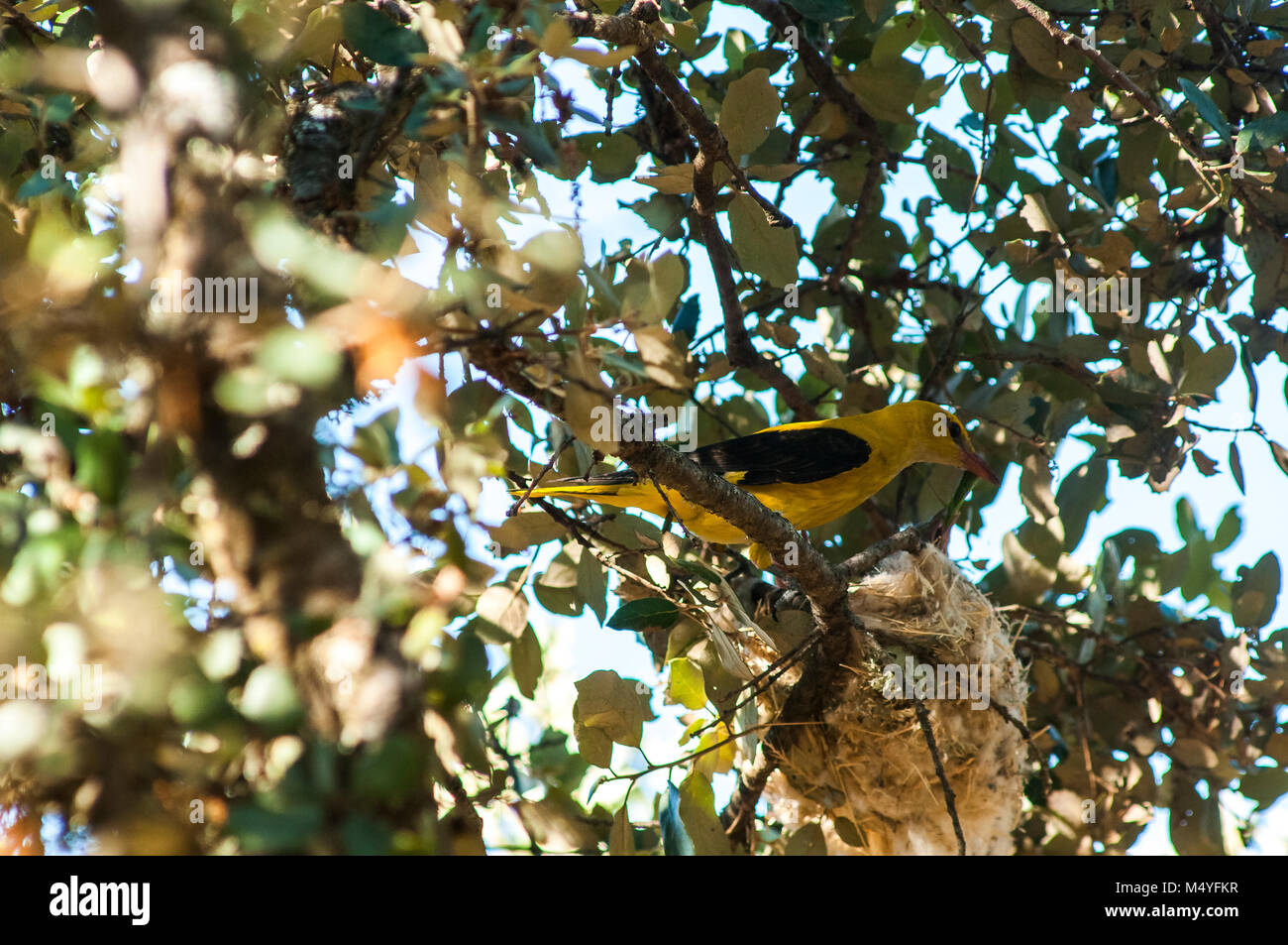 Golden oriole and nest hires stock photography and images Alamy