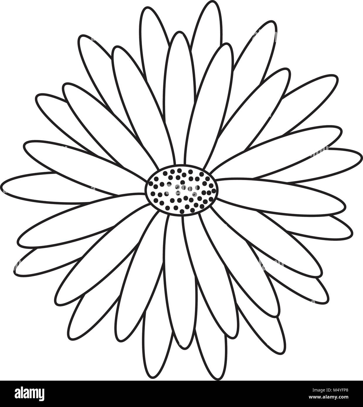 beautiful natural flower daisy petals decoration Stock Vector Image