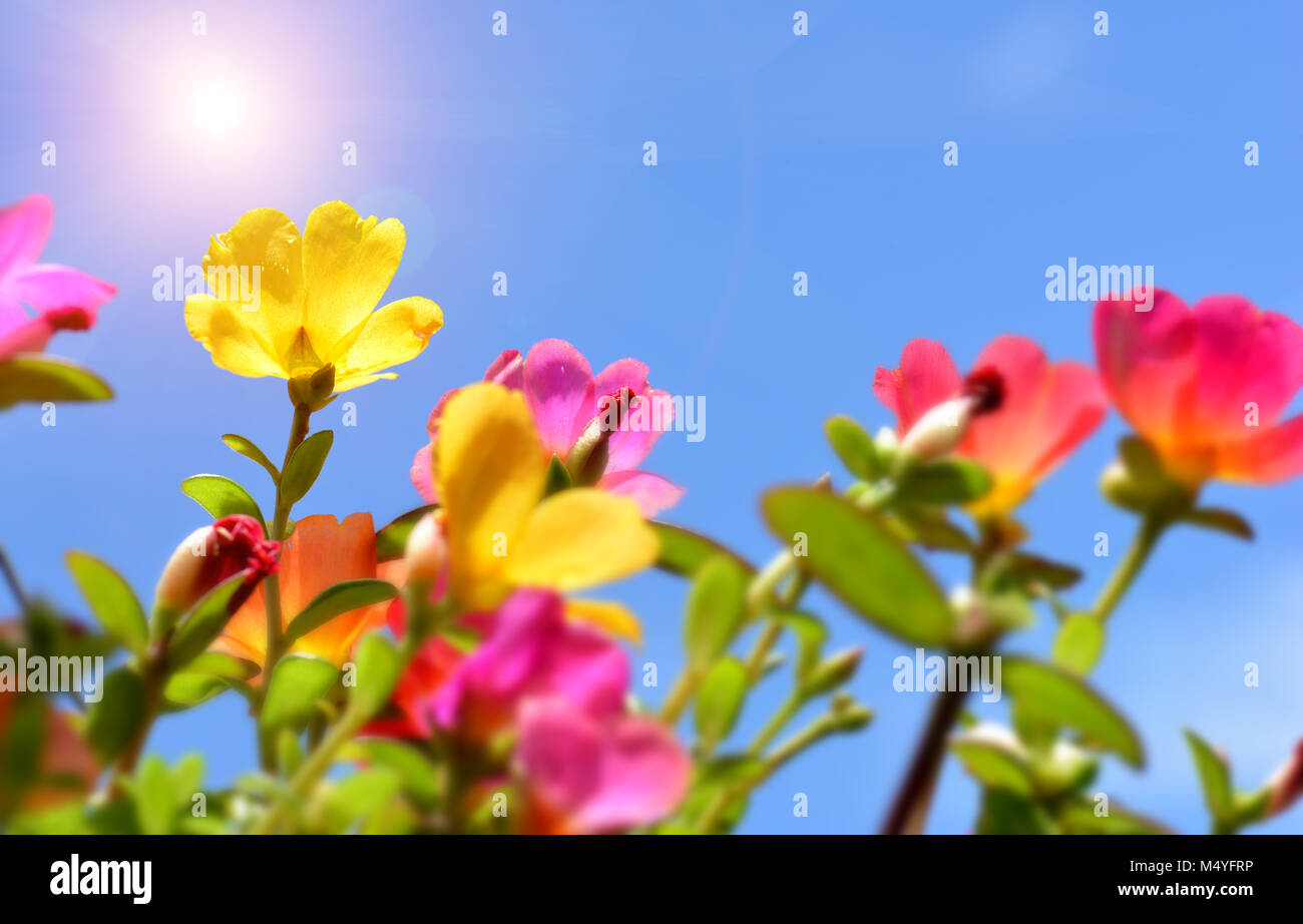 The Portulaca or rosemoss flower blooming in the tropical garden photo in outdoor sun lighting. Stock Photo