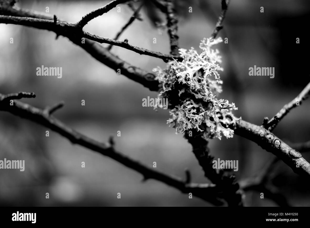 Moss plants garden Black and White Stock Photos & Images - Alamy