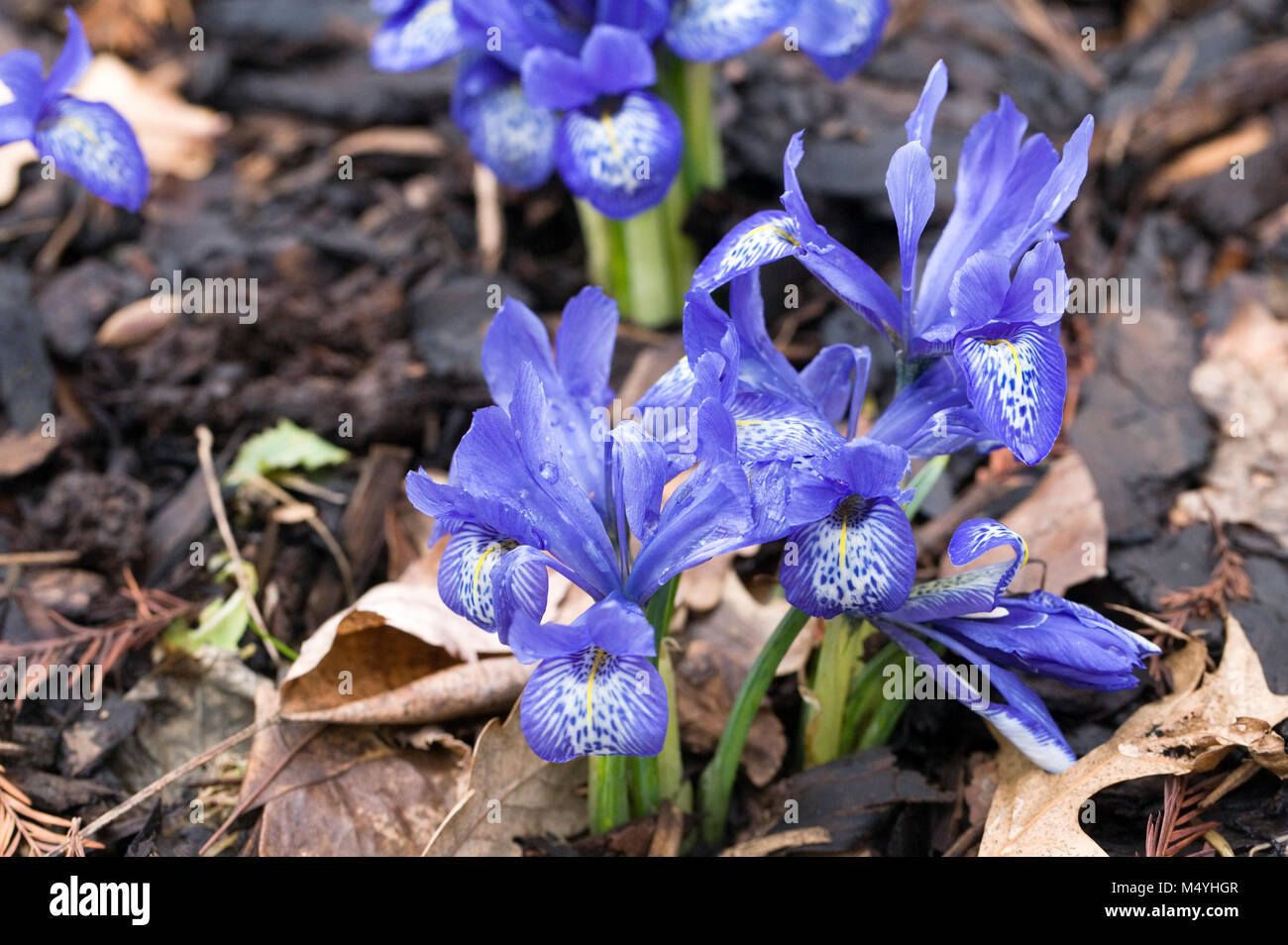 Iris histrioides 'Lady Beatrix Stanley' flowers. Stock Photo