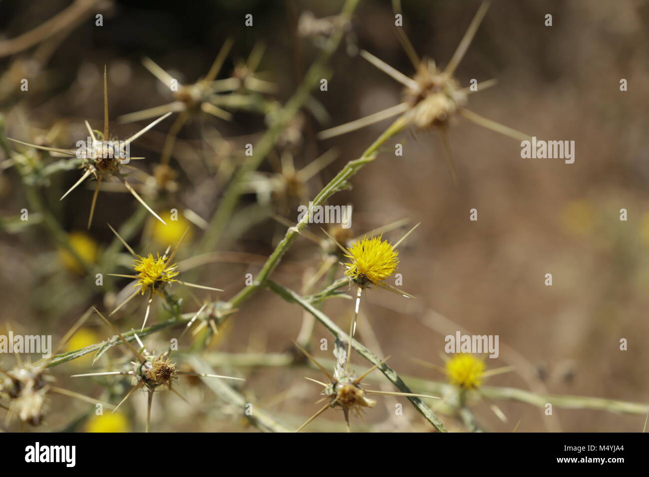 yellow thistle flowers in the field Stock Photo Alamy