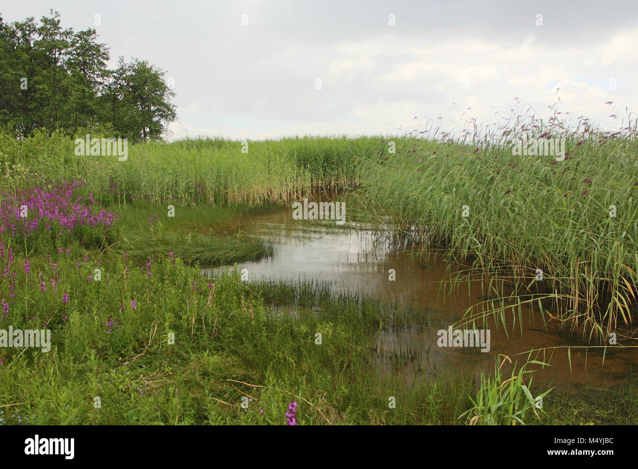 shore overgrown with reeds Stock Photo
