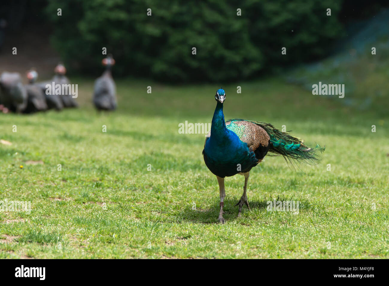 Peacock displays vivid blue color on green grass Stock Photo - Alamy
