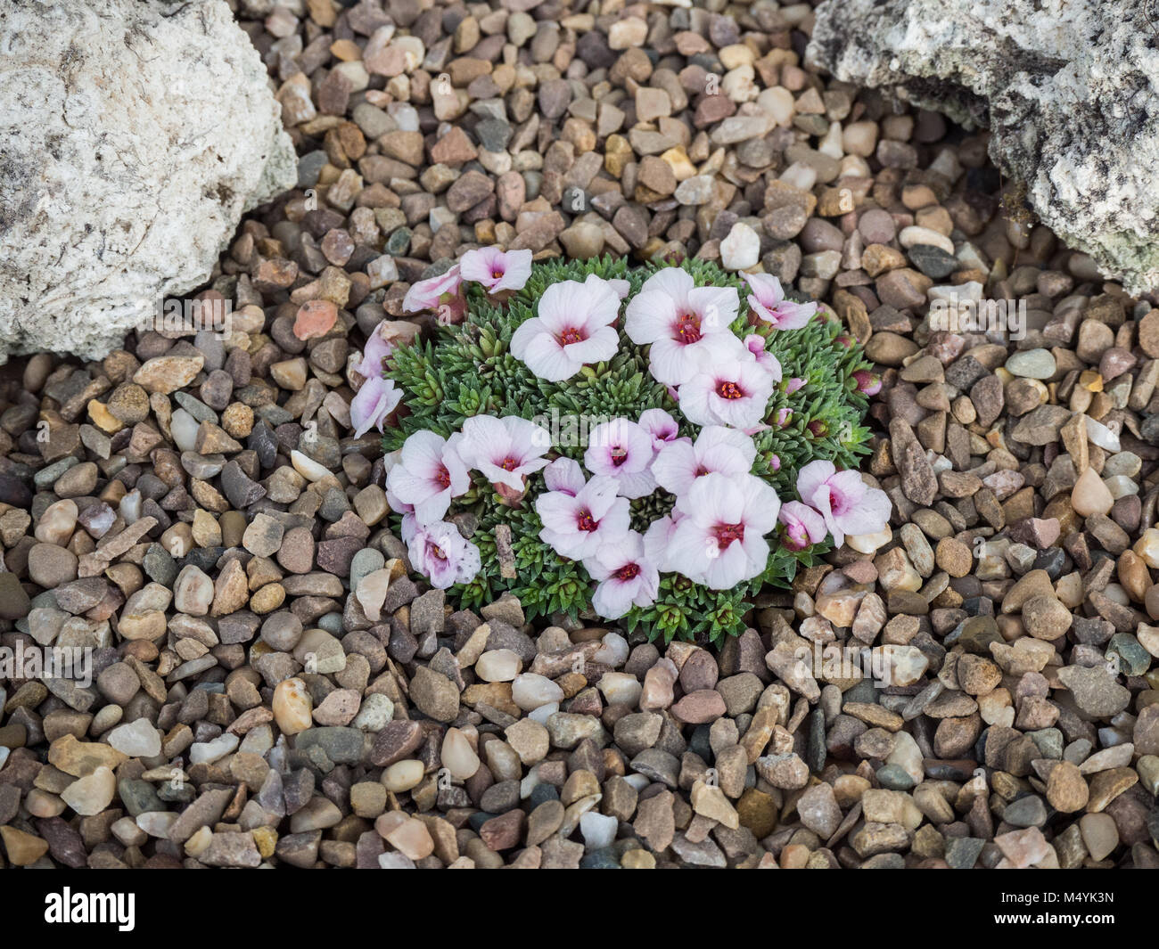 Saxifraga Jenkinsae showing the pale pink flowers and silvery foliage Stock Photo