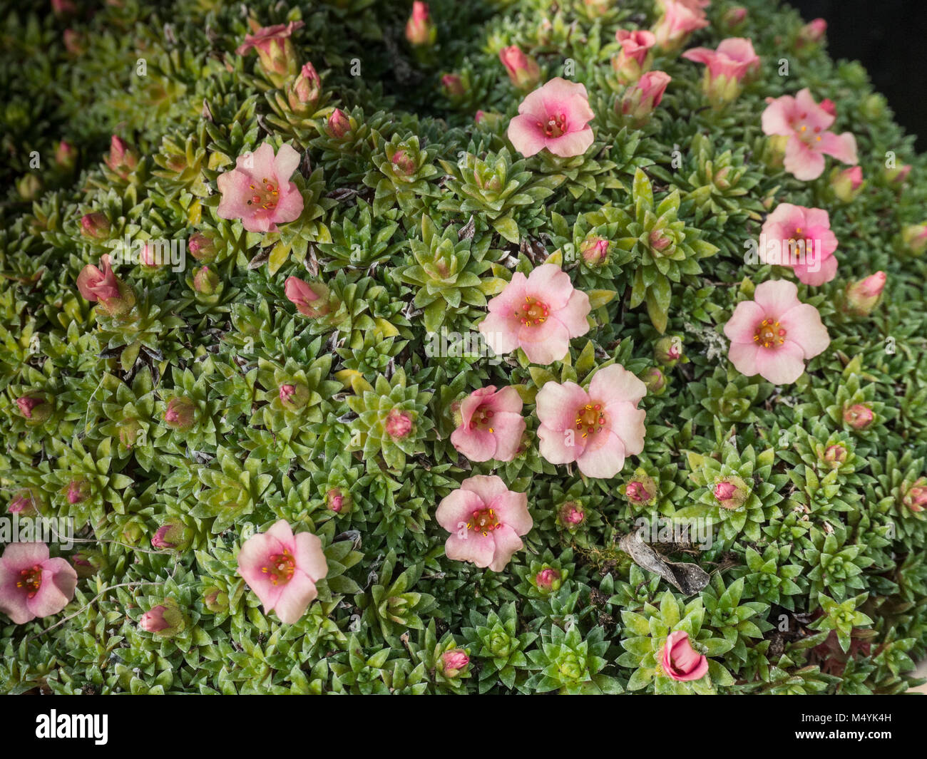 Close up of Saxifraga Peach Melba showing the peach coloured flowers Stock Photo