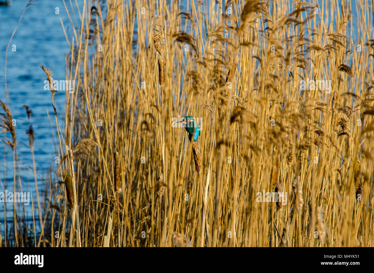 Kingfisher or Alcedinidae Stock Photo