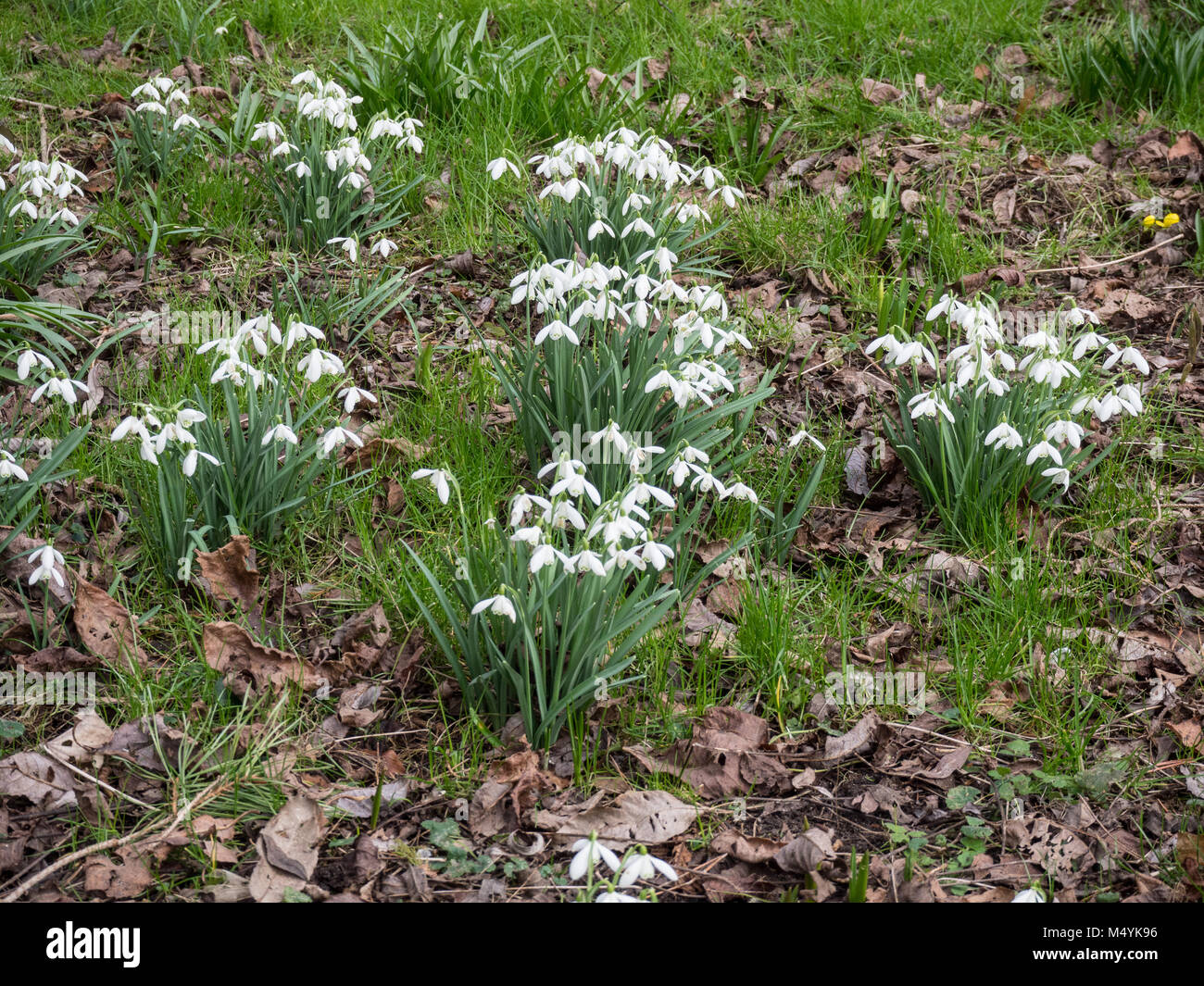 Small clumps of snowdrops growing amongst fallen leaves Stock Photo