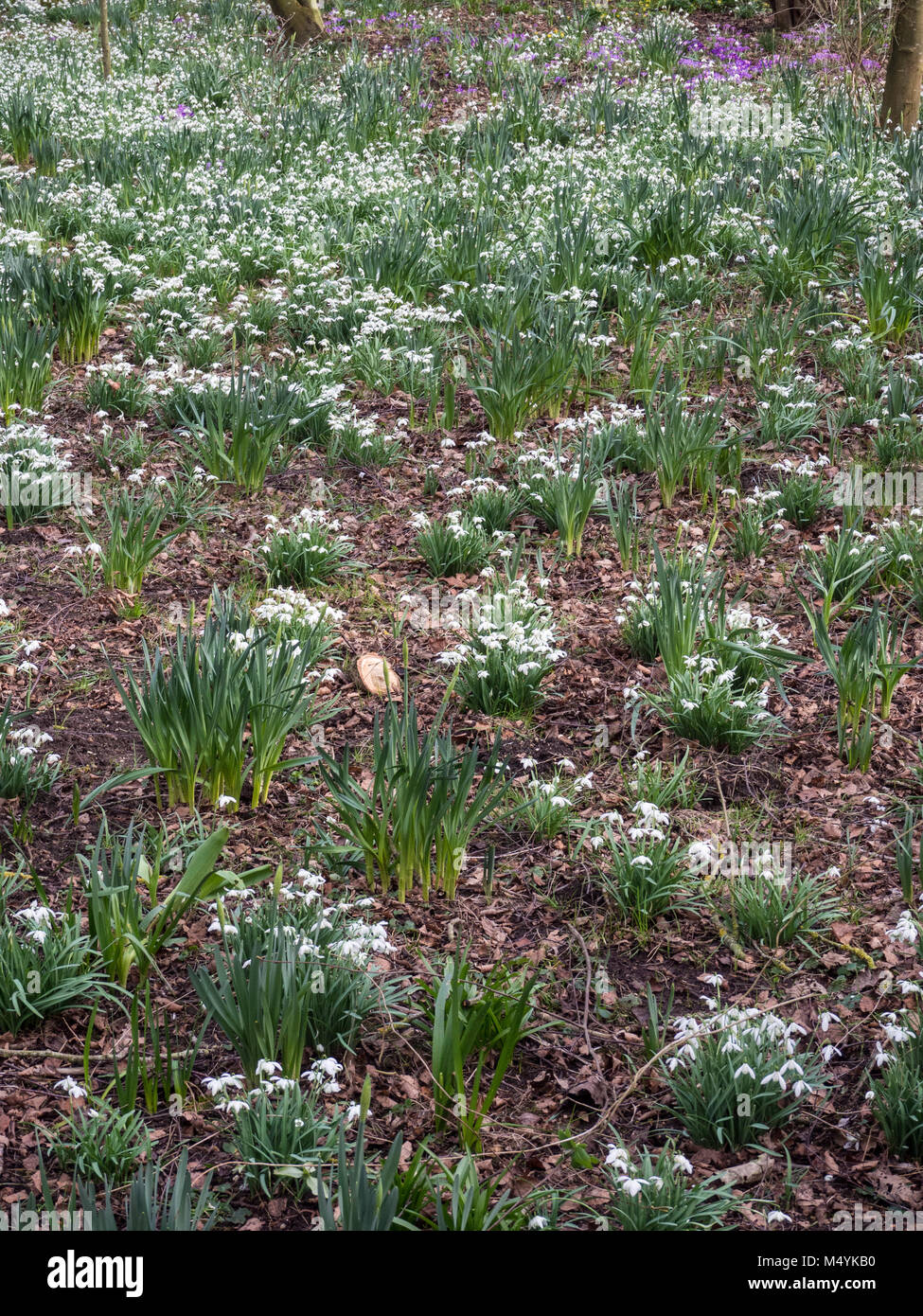 Snowdrops naturalized in deciduous woodland Stock Photo