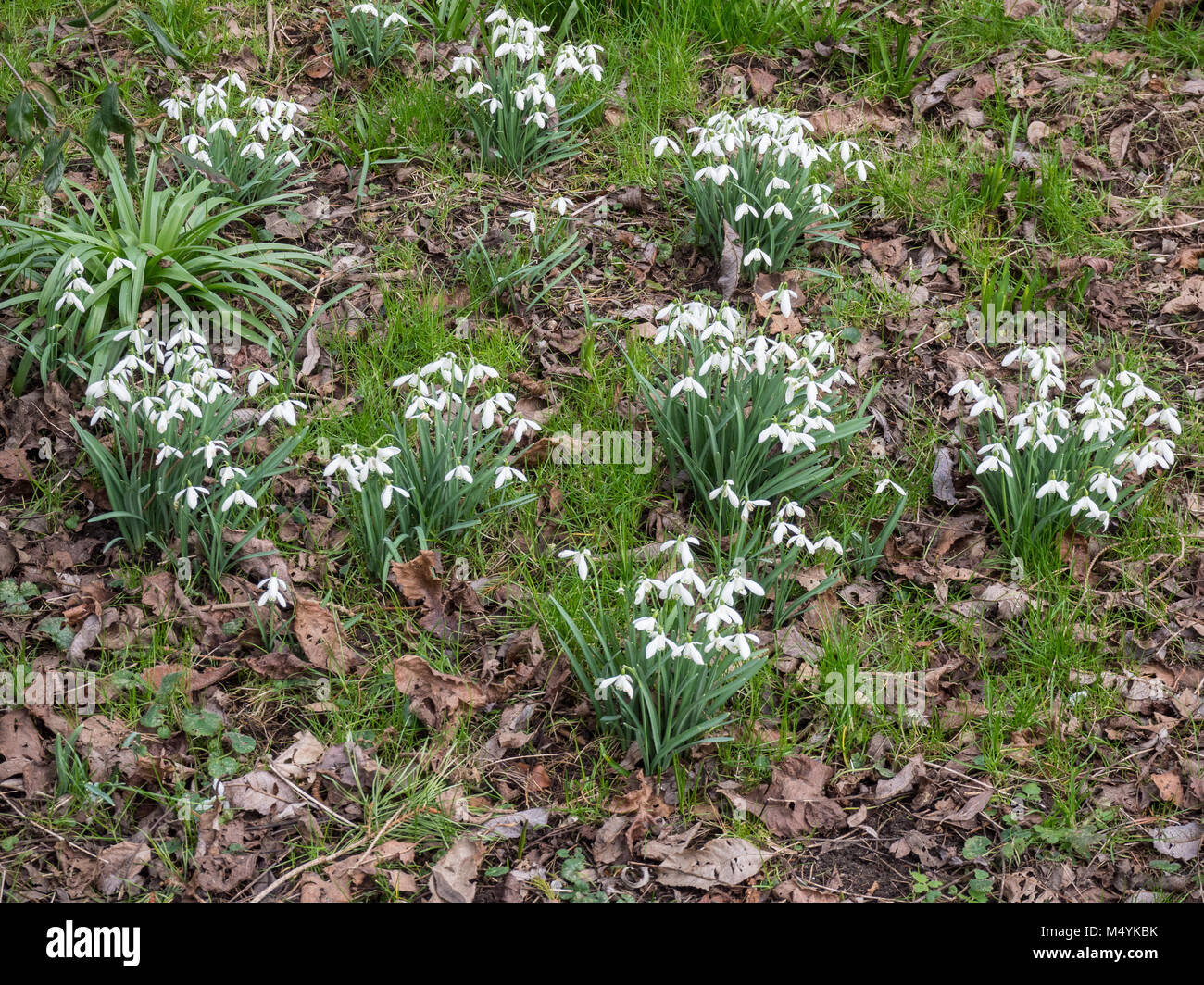 Clumps of snowdrops growing amongst fallen tree leaves Stock Photo
