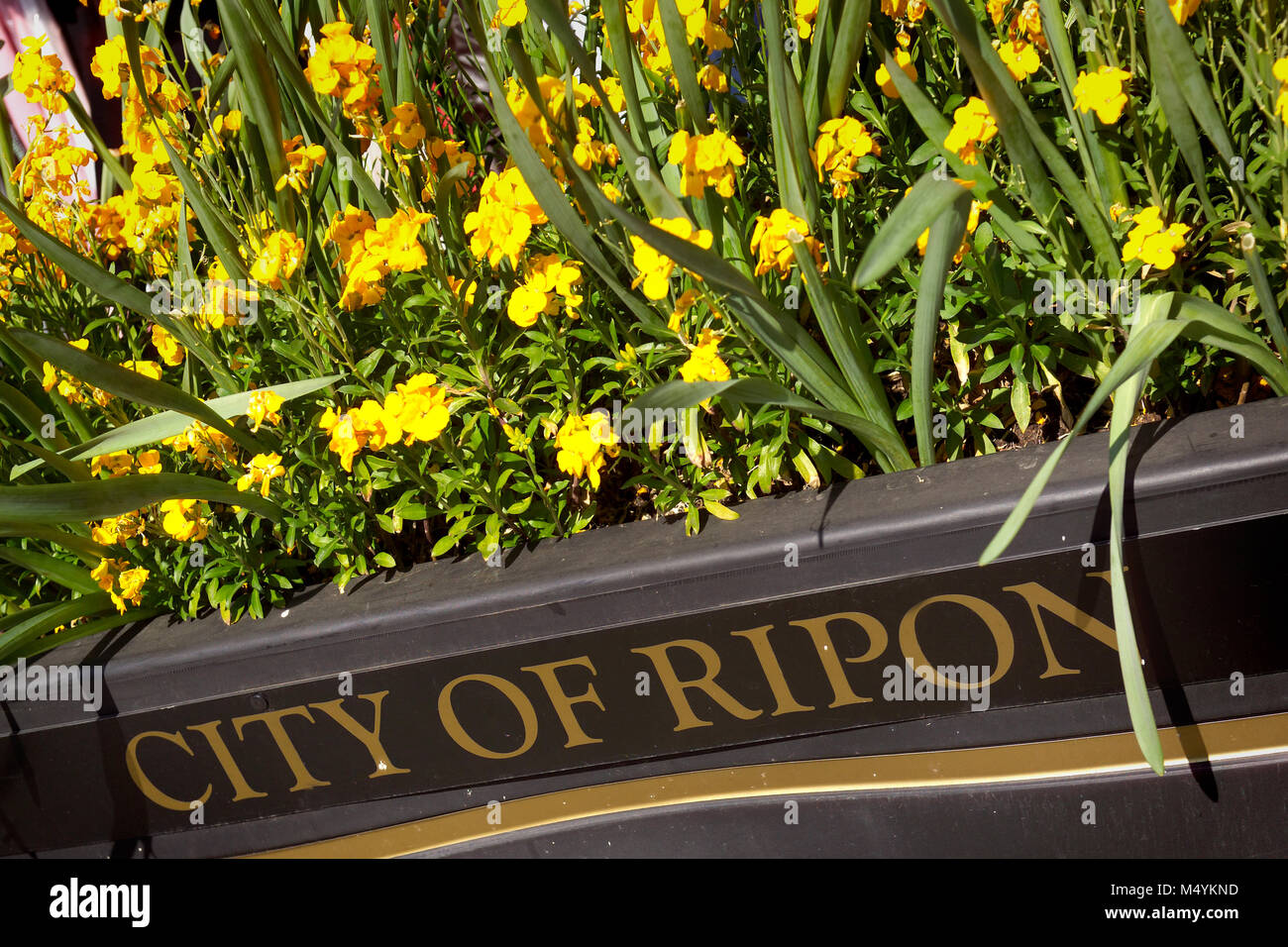City of Ripon sign planted with yellow wallflowers Stock Photo