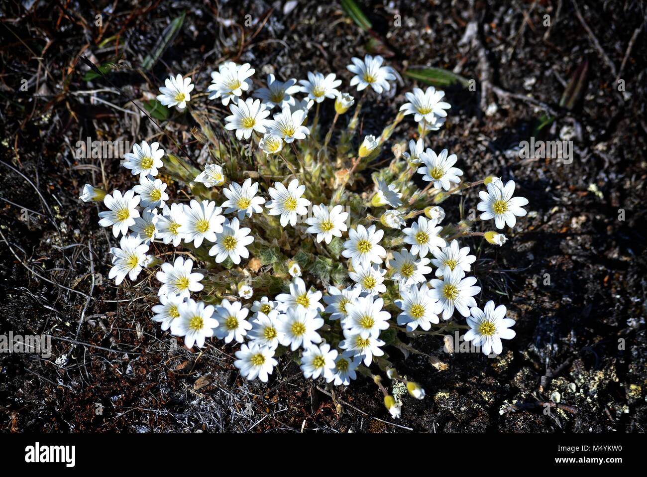 beautiful white flowers growing in Ilulissat Greenland - Denmark - sunny day Stock Photo