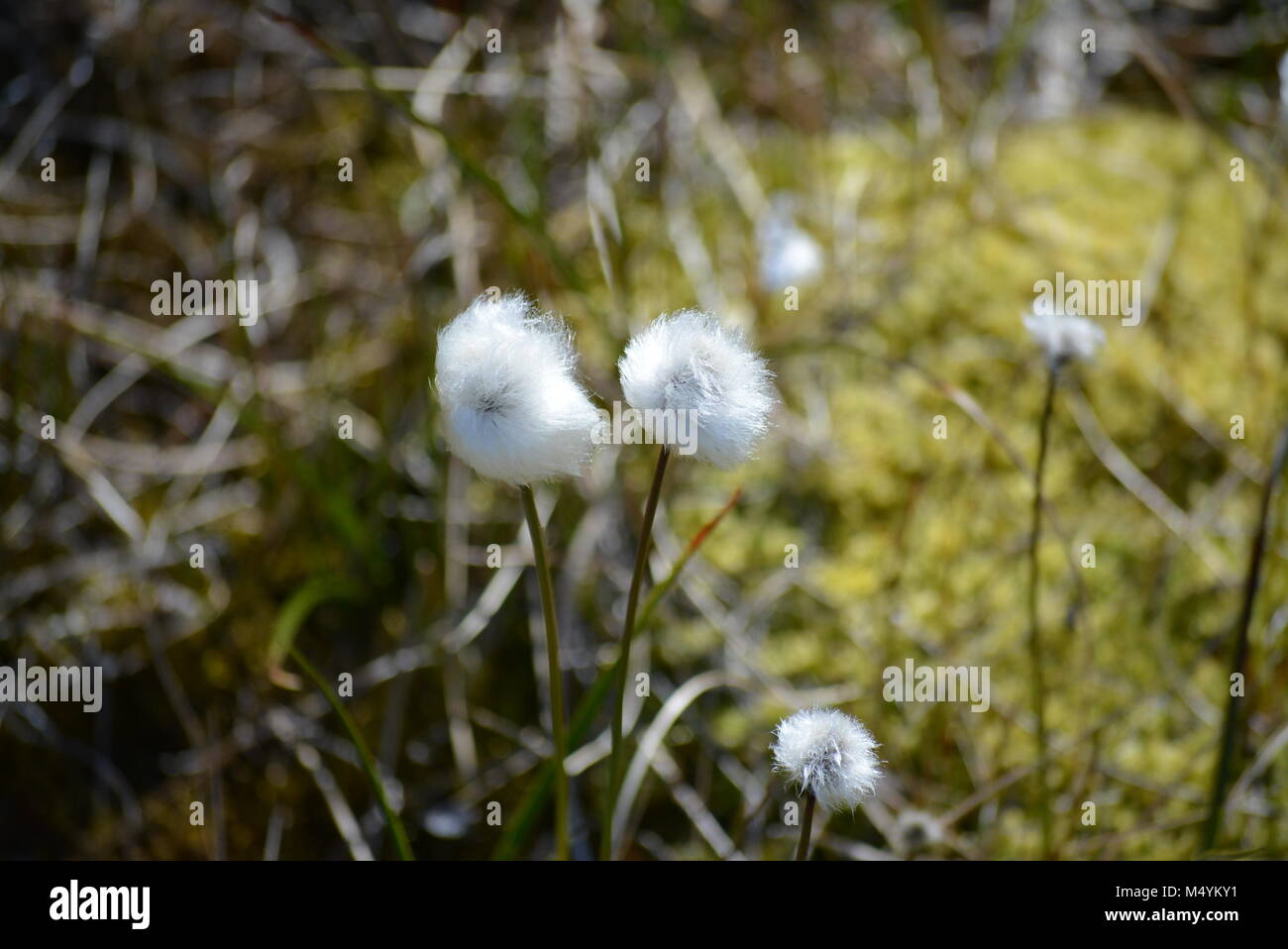 beautiful arctic cotton grass growing in Ilulissat Greenland - Disko Bay - eriphorum scheuchzeri Stock Photo