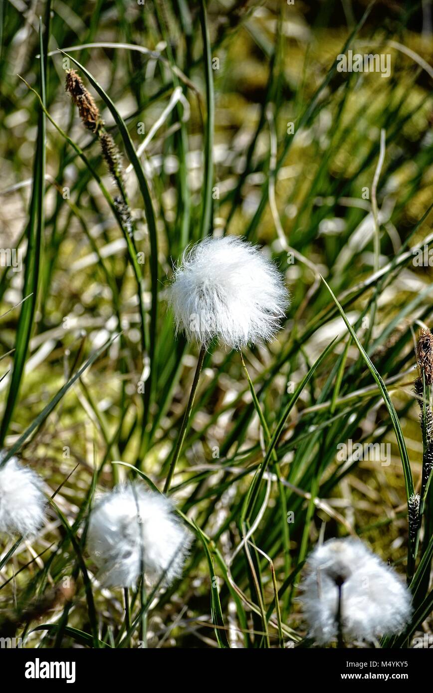 beautiful arctic cotton grass growing in Ilulissat Greenland - Disko Bay - eriphorum scheuchzeri Stock Photo