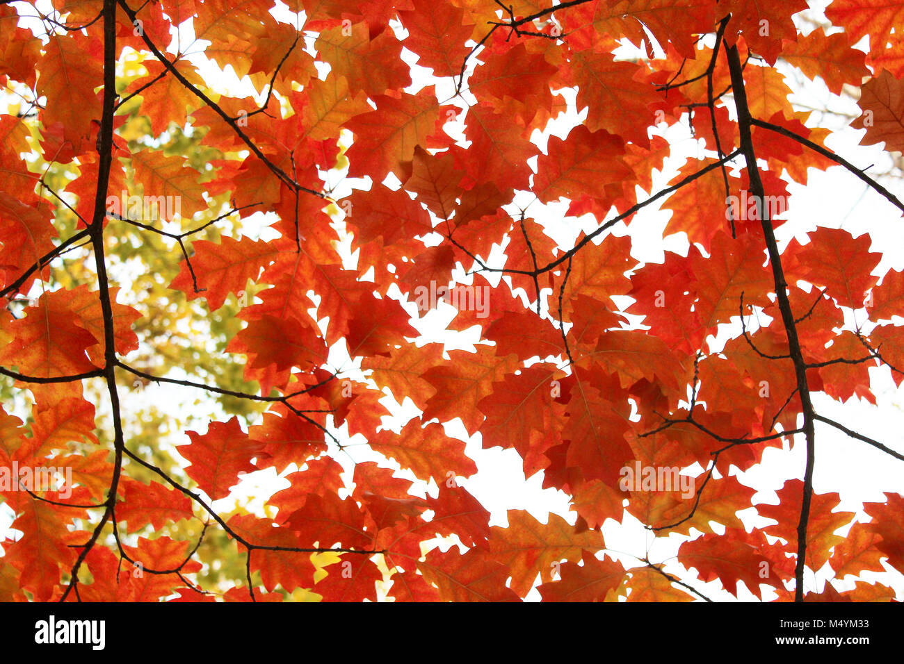 Autumnal yellow oak leaves on the trees Stock Photo - Alamy
