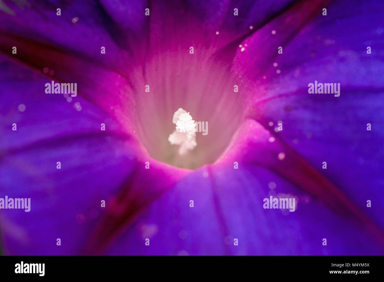 White Stamens in glowing centre of Morning Glory flower. Stock Photo