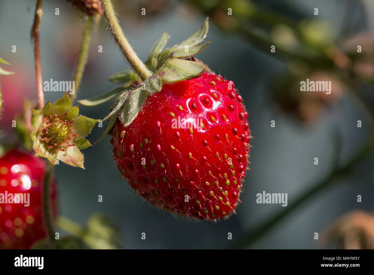 Ripe strawberry and newly-forming fruit in sunshine. Stock Photo