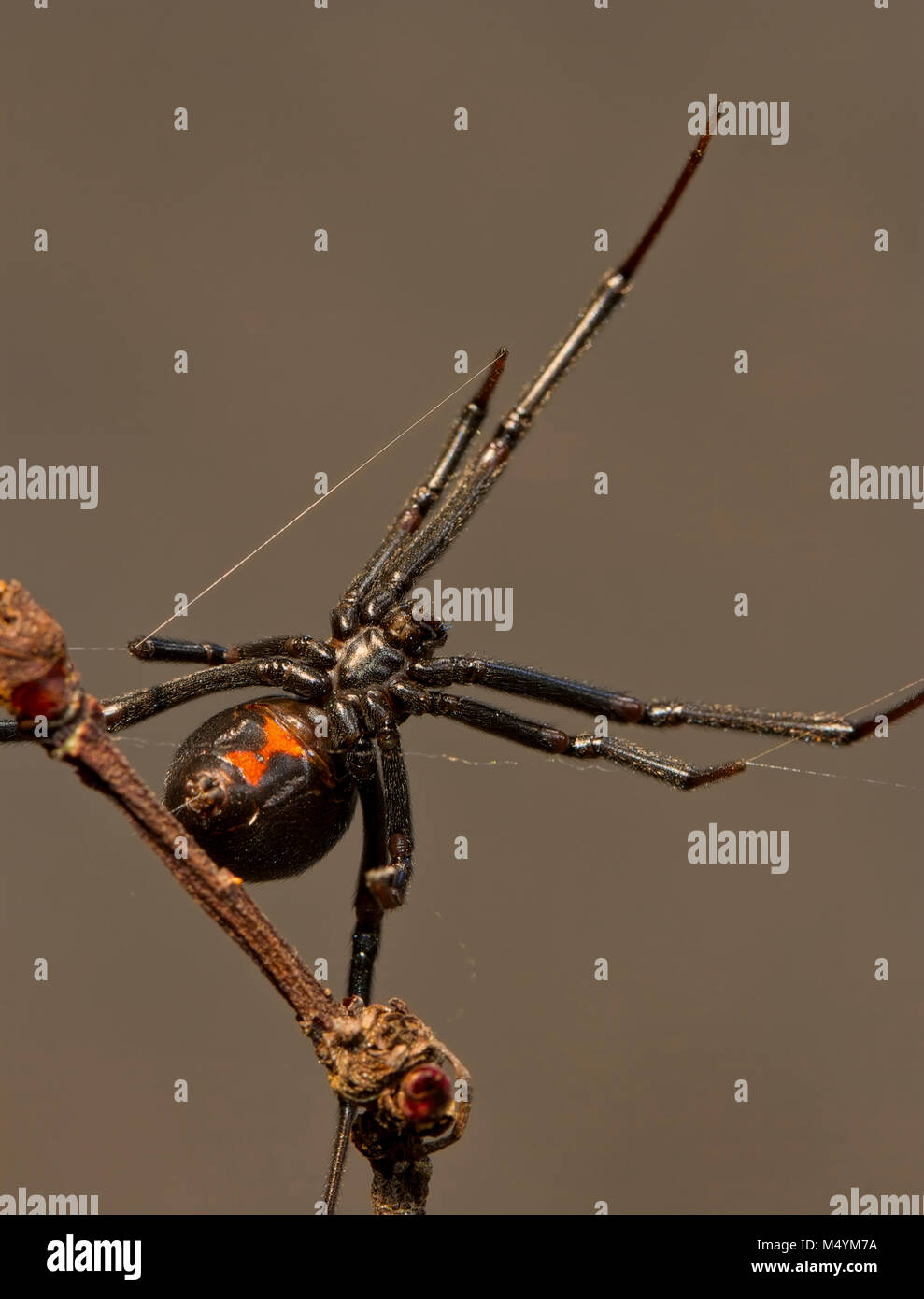 female black widow spider Stock Photo