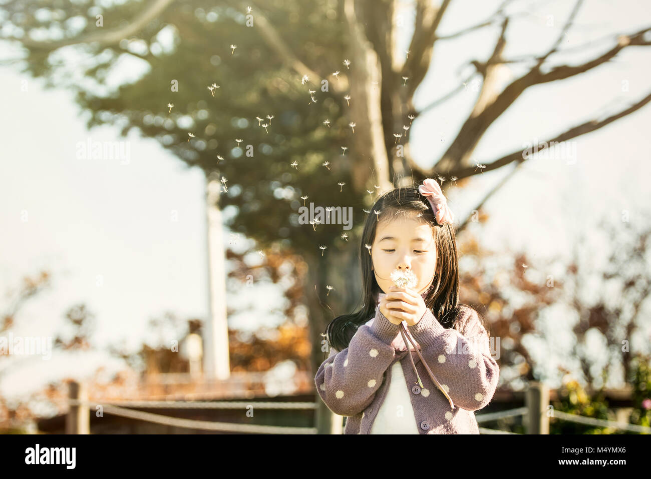 Asia, the child blowing a dandelion in a park. Stock Photo